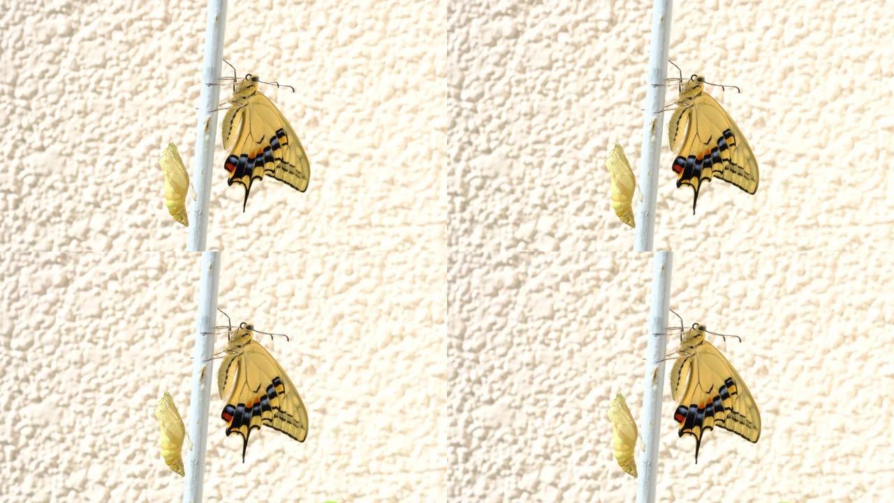 燕尾蝶的换羽景观