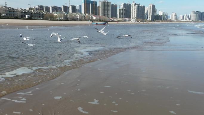 海边海鸥飞翔