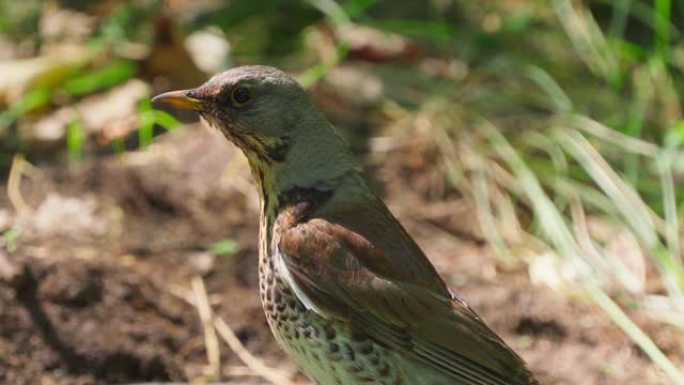 在一个夏天阳光明媚的早晨，鸟巢 (Turdus pilaris) 站在森林的一片空地上，在一个水坑前