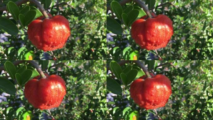 番荔枝苹果池塘番荔枝科物种正在我花园里一个明亮的夏日早晨成熟。