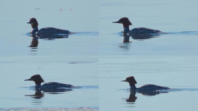 在阳光明媚的春日，鸟雄鹅沙 (Mergus merganser) 在大湖的水面上游泳。