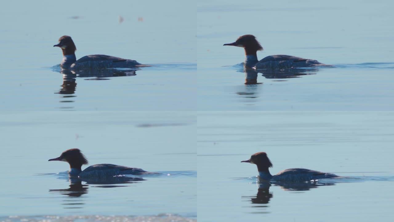 在阳光明媚的春日，鸟雄鹅沙 (Mergus merganser) 在大湖的水面上游泳。