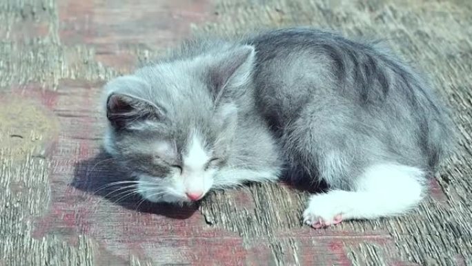 阳光下的灰色小猫。