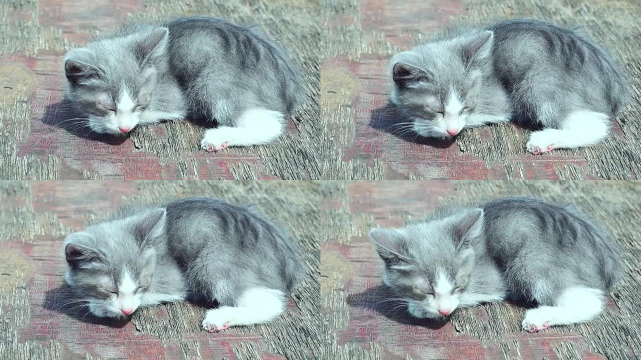 阳光下的灰色小猫。