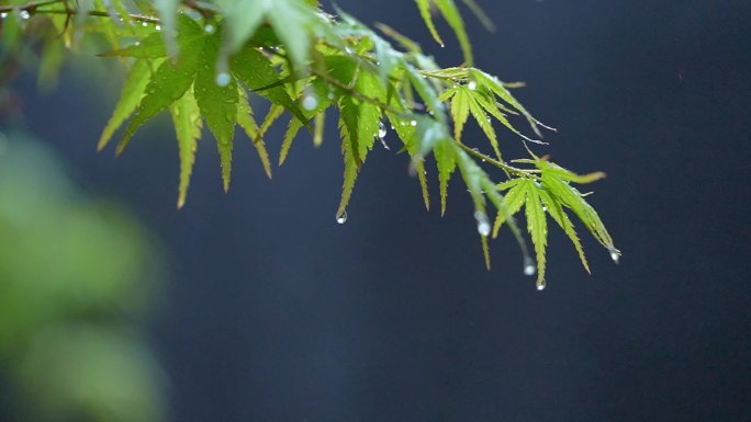 雨中枫叶