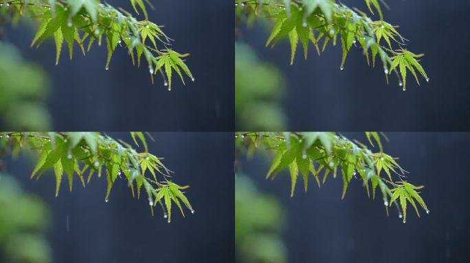 雨中枫叶