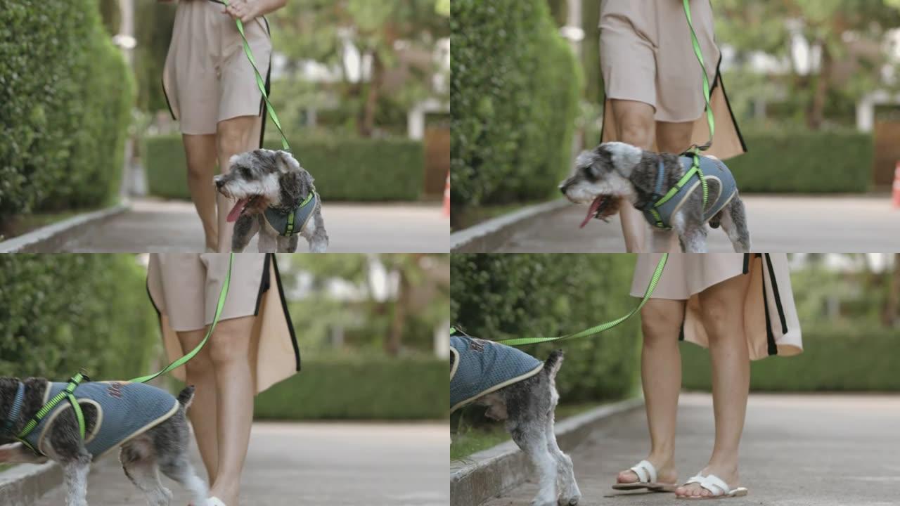 遛狗与美女和她可爱的狗-股票视频
