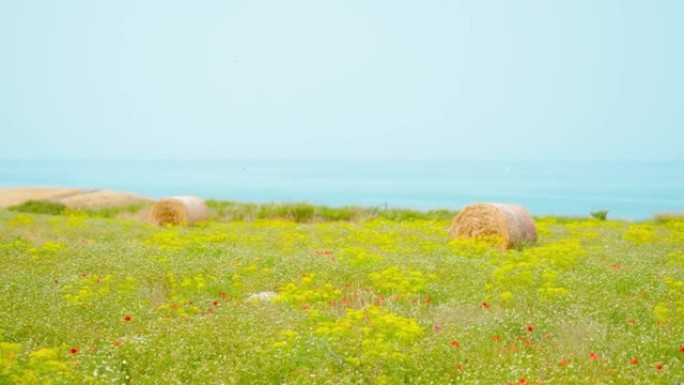 海边有干草的绿色田野