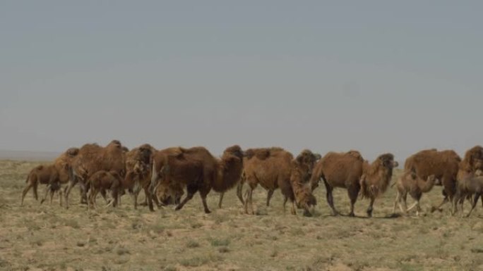 牧民饲养的沙骆驼。
