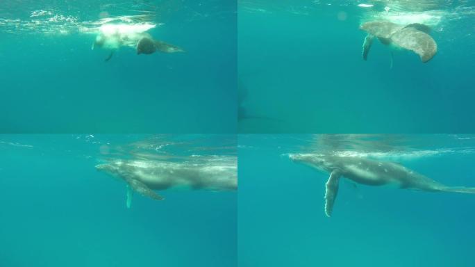 新生座头鲸幼崽在太平洋水下的母亲旁边游泳。