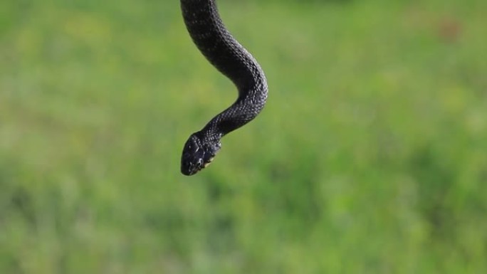 蛇草背景的镜头