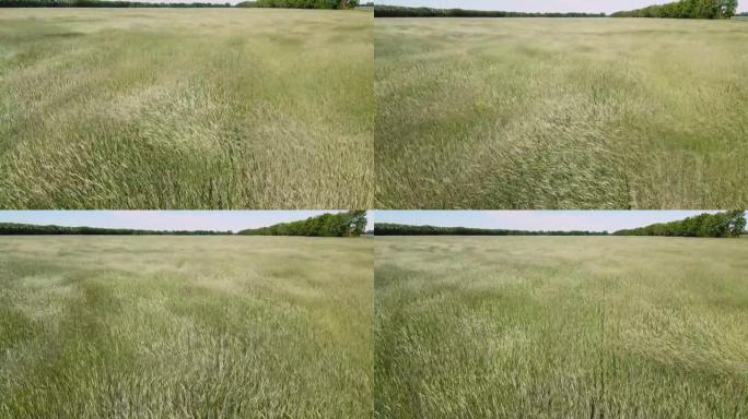 一片年轻的绿色小麦或黑麦在风中飘动。谷物作物收成。来自具有向前飞行的无人机的视频