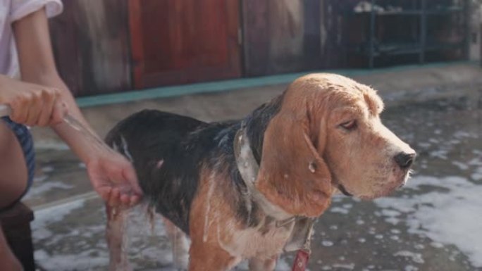 一只老比格犬的主人用洗发水洗澡和清洗，以照顾它在房子里健康的户外，在阳光下清理脏东西。它显示了可爱的