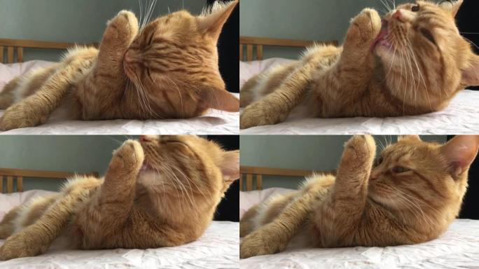 搞笑姜懒肥猫躺在床上洗漱