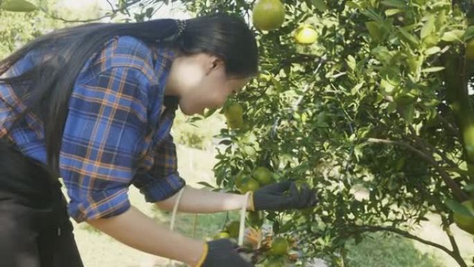 年轻女子在橙色农场工作，种植橙色水果以检查结果