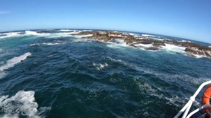 南非开普敦附近的海豹岛乘船旅行野生生物殖民地玩跳跃游泳广角清澈蓝天4k慢动作