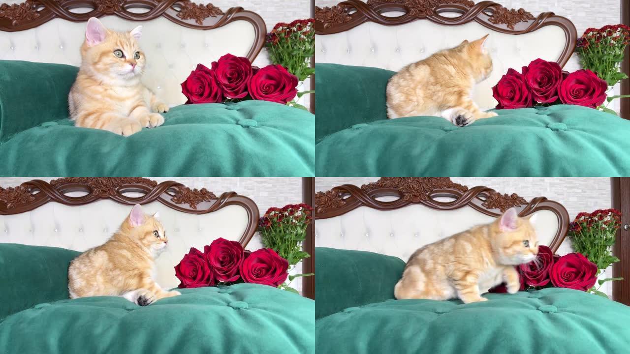 卧室绿色猫床上的4k小红姜条纹小猫和红花。英国龙猫。可爱的宠物