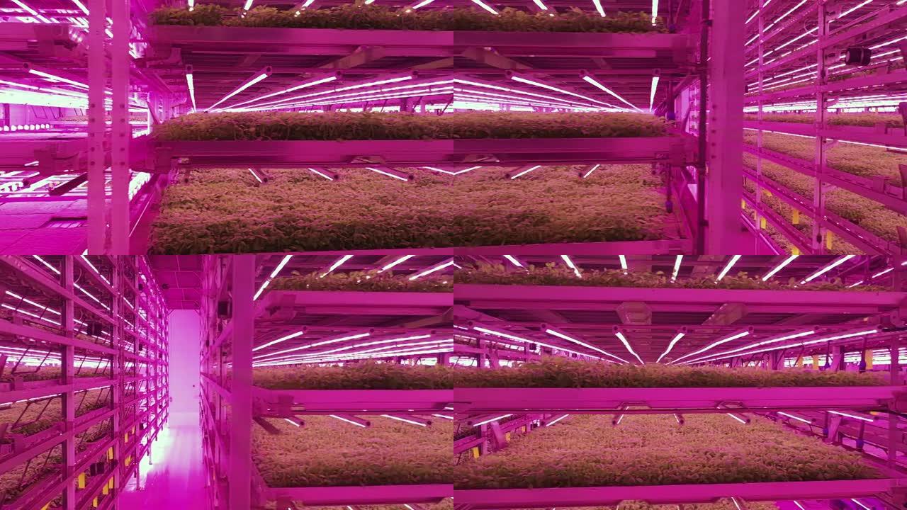 LED照明垂直农场环境的体系结构