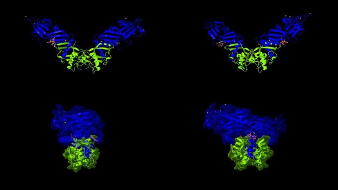 前骨形态发生蛋白9四聚体的形成