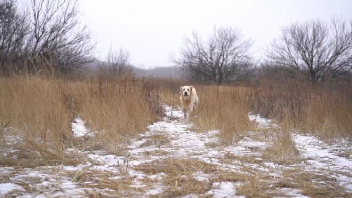 金毛猎犬狗沿着小路奔跑