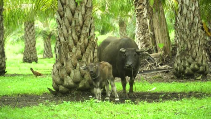 棕榈树林里的水牛。菲律宾保和