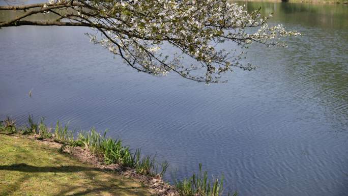 杭州西湖春天湖边的樱花