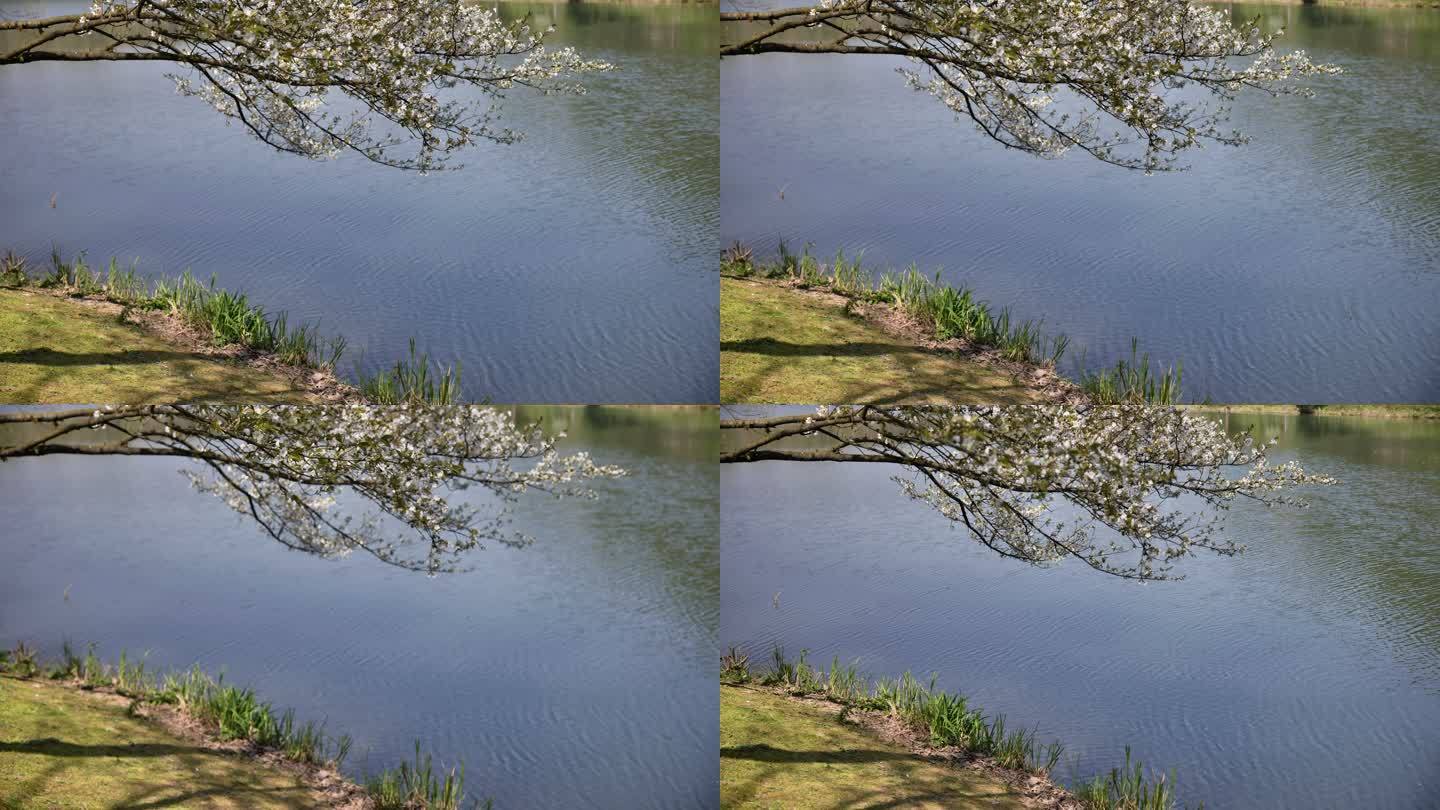 杭州西湖春天湖边的樱花