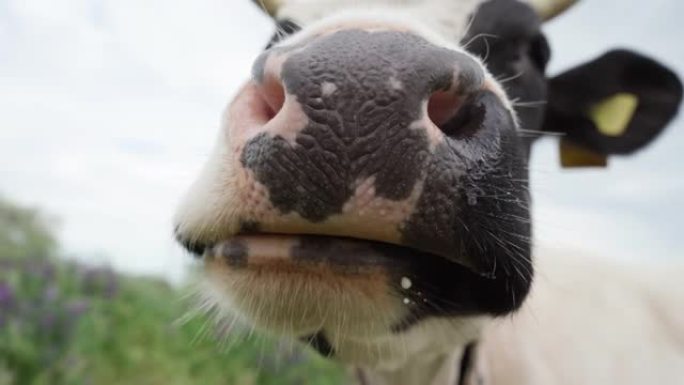 黑白奶牛在草地上嚼Cud。鼻子和下巴奶牛特写，4k