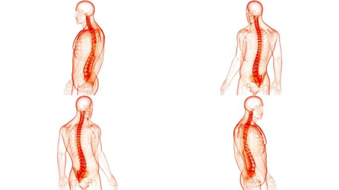 脊髓脊柱人体骨骼系统解剖动画概念