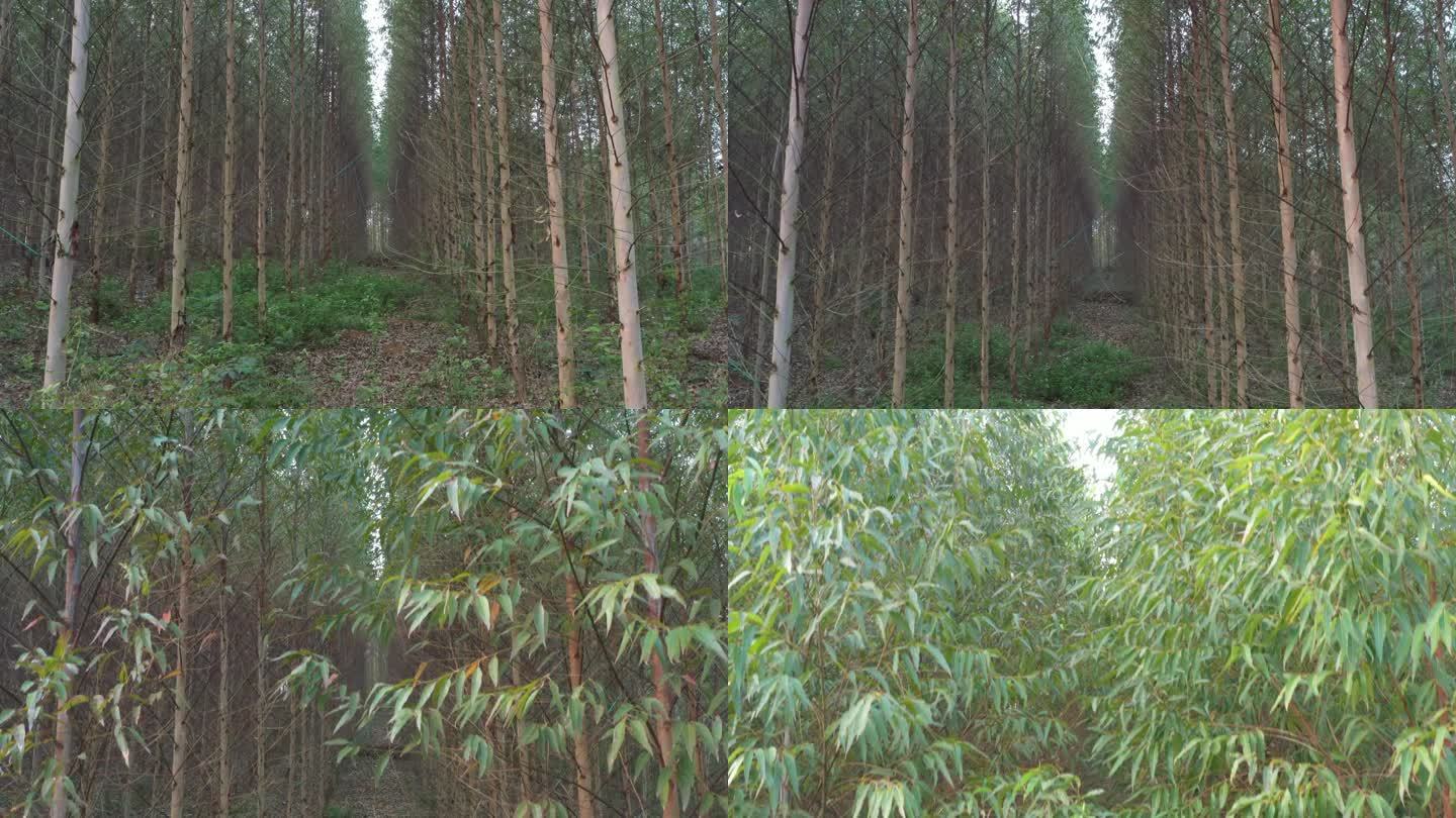 航拍南宁郊区桉树种植林标准整齐桉树林航拍