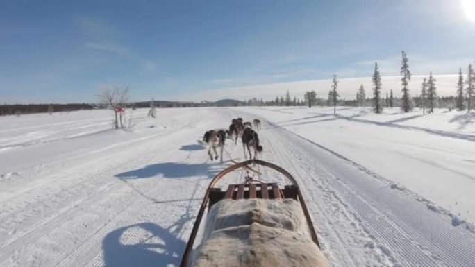 一群沙哑的雪橇犬拉着雪橇穿过瑞典的冬季森林。