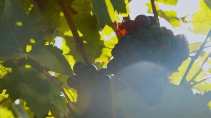 在葡萄园中生长的一束新鲜红葡萄的4k视频片段