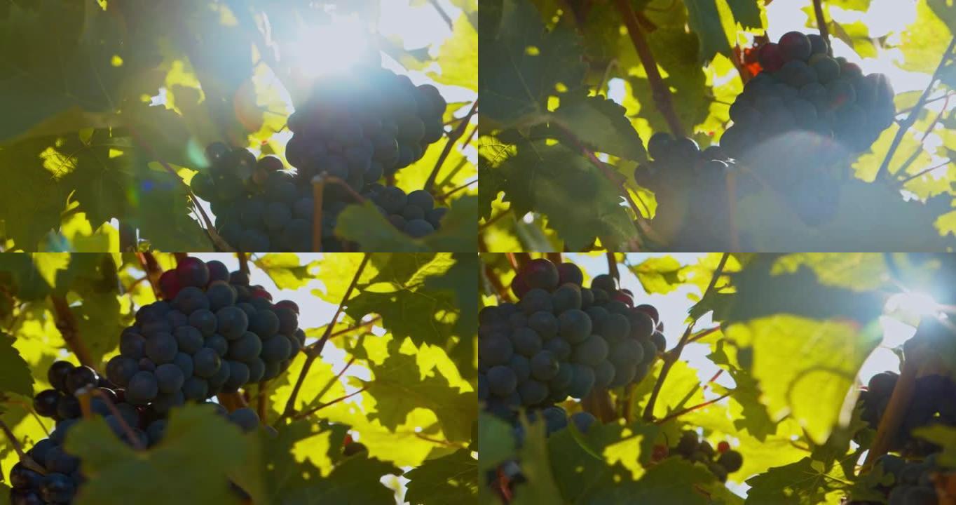 在葡萄园中生长的一束新鲜红葡萄的4k视频片段