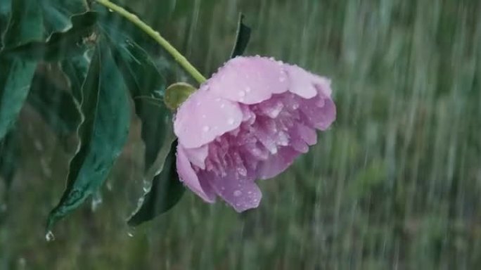 倾盆大雨中的粉红色牡丹花。拉丁文，国际名称Paeonia。特写