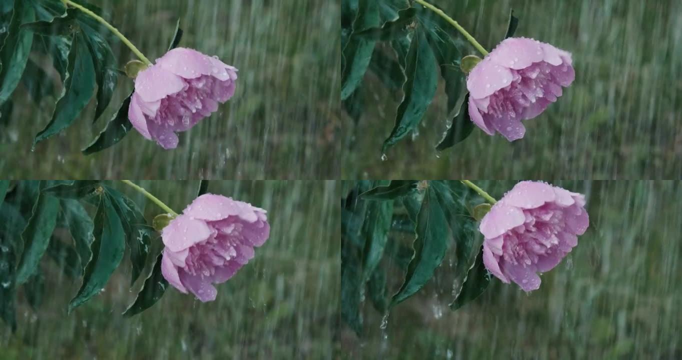 倾盆大雨中的粉红色牡丹花。拉丁文，国际名称Paeonia。特写