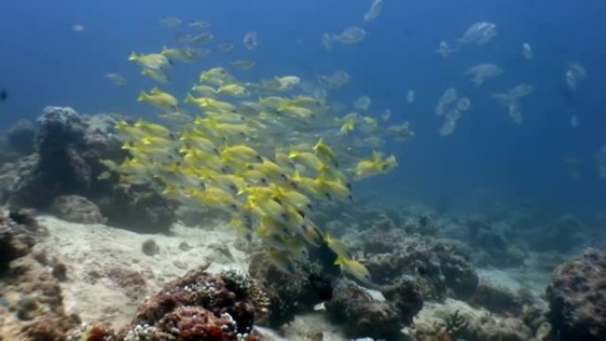 马尔代夫海底背景下的水下条纹黄鱼学校。