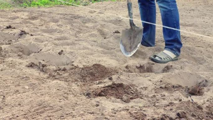 一个人用铲子将种植的马铃薯块茎掩埋起来。