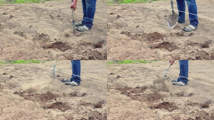 一个人用铲子将种植的马铃薯块茎掩埋起来。