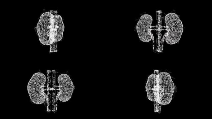 肾脏人体解剖内部器官。医学科学技术概念。线框低聚网格技术