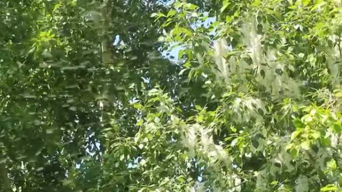 杨树绒毛在绿叶的背景下大量飞行