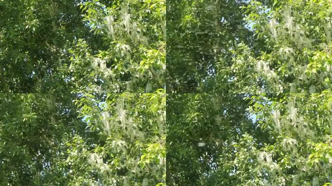 杨树绒毛在绿叶的背景下大量飞行