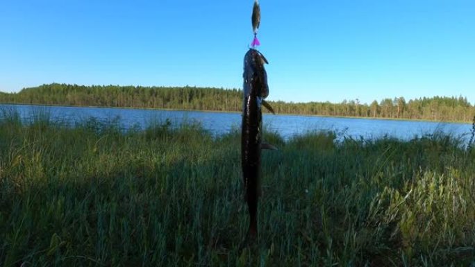 用鱼竿钓到的梭鱼。鱼钩在森林和清澈的湖泊的背景下。