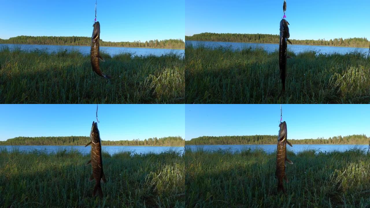 用鱼竿钓到的梭鱼。鱼钩在森林和清澈的湖泊的背景下。