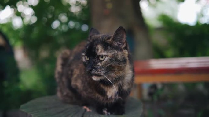 一只很酷的漂亮的猫坐在院子里的木制树桩上，朝相机的方向看。酷动物