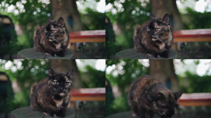 一只很酷的漂亮的猫坐在院子里的木制树桩上，朝相机的方向看。酷动物