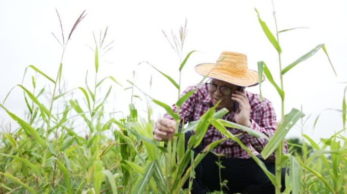 农民在手机上聊天，在玉米田工作。