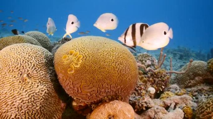 在库拉索岛的加勒比海珊瑚礁中，有蝴蝶鱼的海景等待着带槽的脑珊瑚的产卵