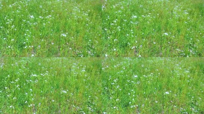 黛西·弗莱巴内在夏季绿地。春天草地上的小白色灯盏花
