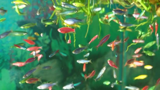 五颜六色的小鱼在水族馆的水中游泳。透过玻璃射击。