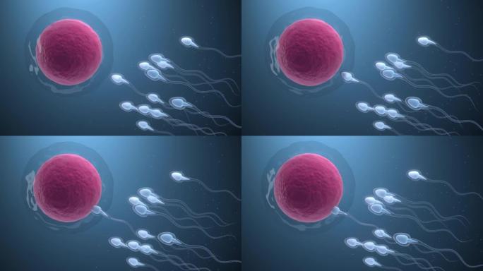 精子和卵细胞的结合，3d渲染。